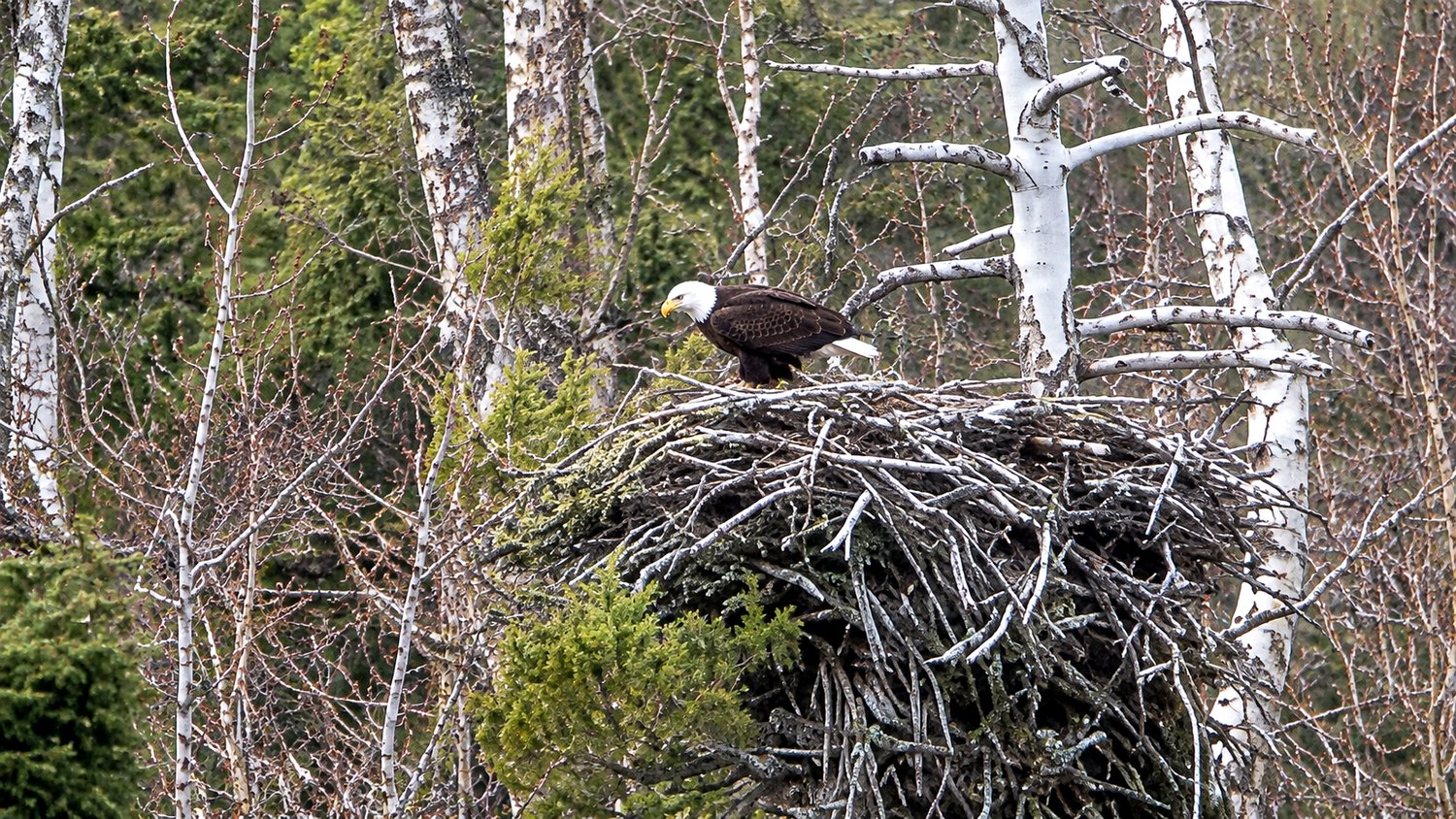 The mamma eagle who swooped down for our perch, a well-known local along the Cox Cove shoreline, at her nest