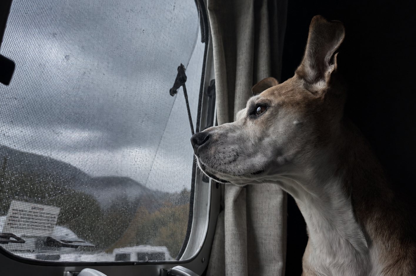 A tan and white dog with one ear raised looks out a rain-spotted window screen at a gray sky, a wooded mountain and parked trailers