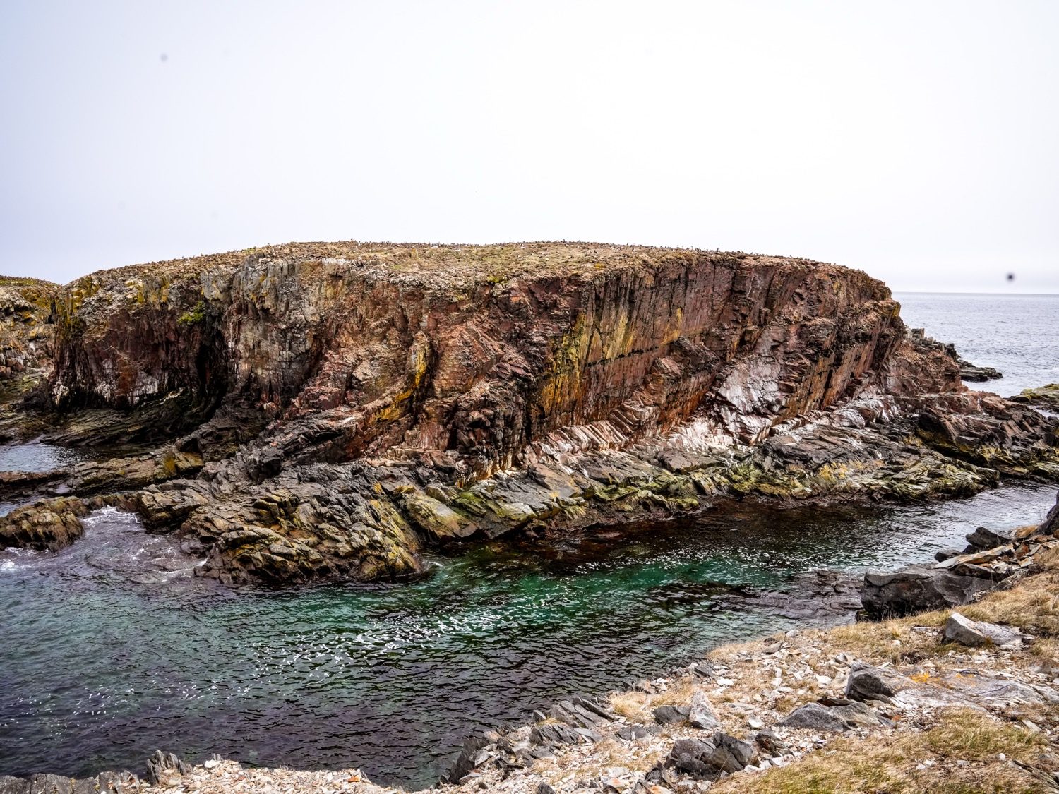 A rocky sea stack covered in nesting seabirds off the coast at Elliston