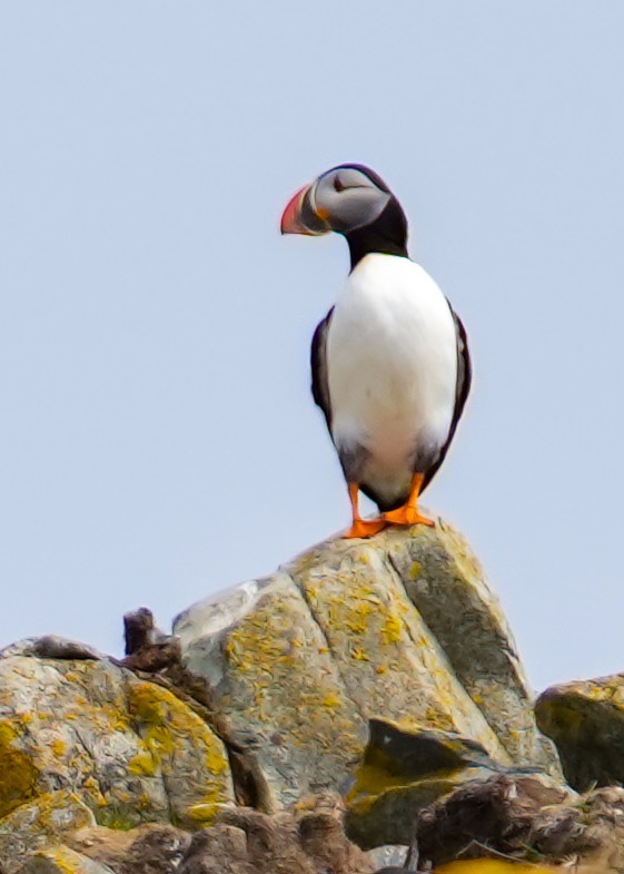 A close-up of a single Atlantic puffin standing on a rock
