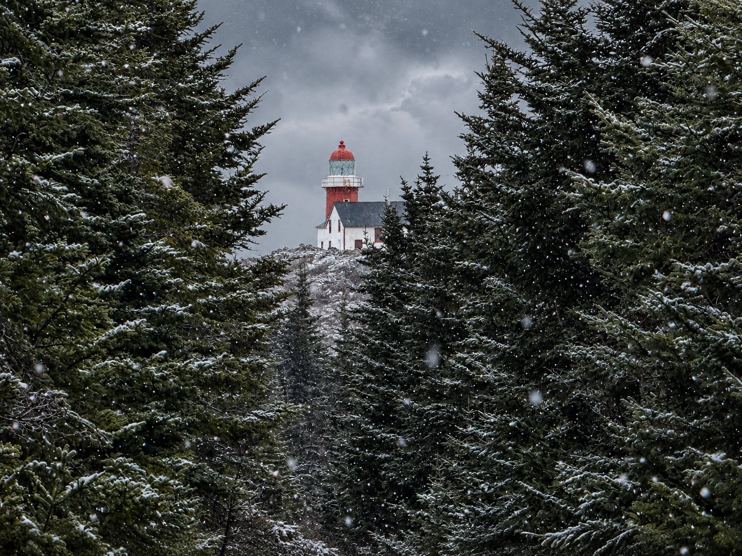 The red lantern and white keeper's house of the Ferryland Head Lighthouse seen through a gap in snow-dusted spruce trees