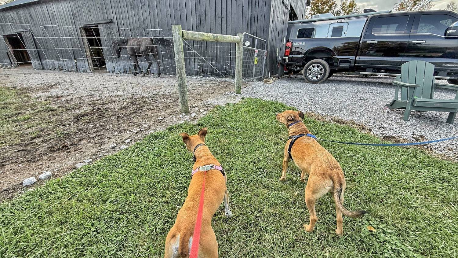 Two tan dogs on leashes, one in a pink harness and one in a blue harness, watching a dark horse behind a wire fence at a black barn, our truck beyond