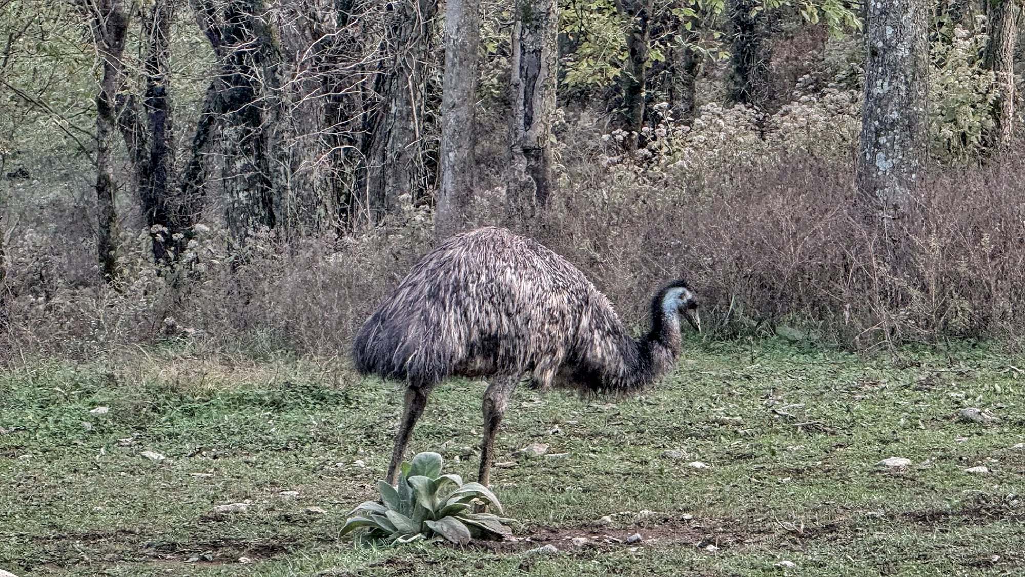 An emu standing on a patch of grass at the edge of the woods, with a tangle of bare brush behind it