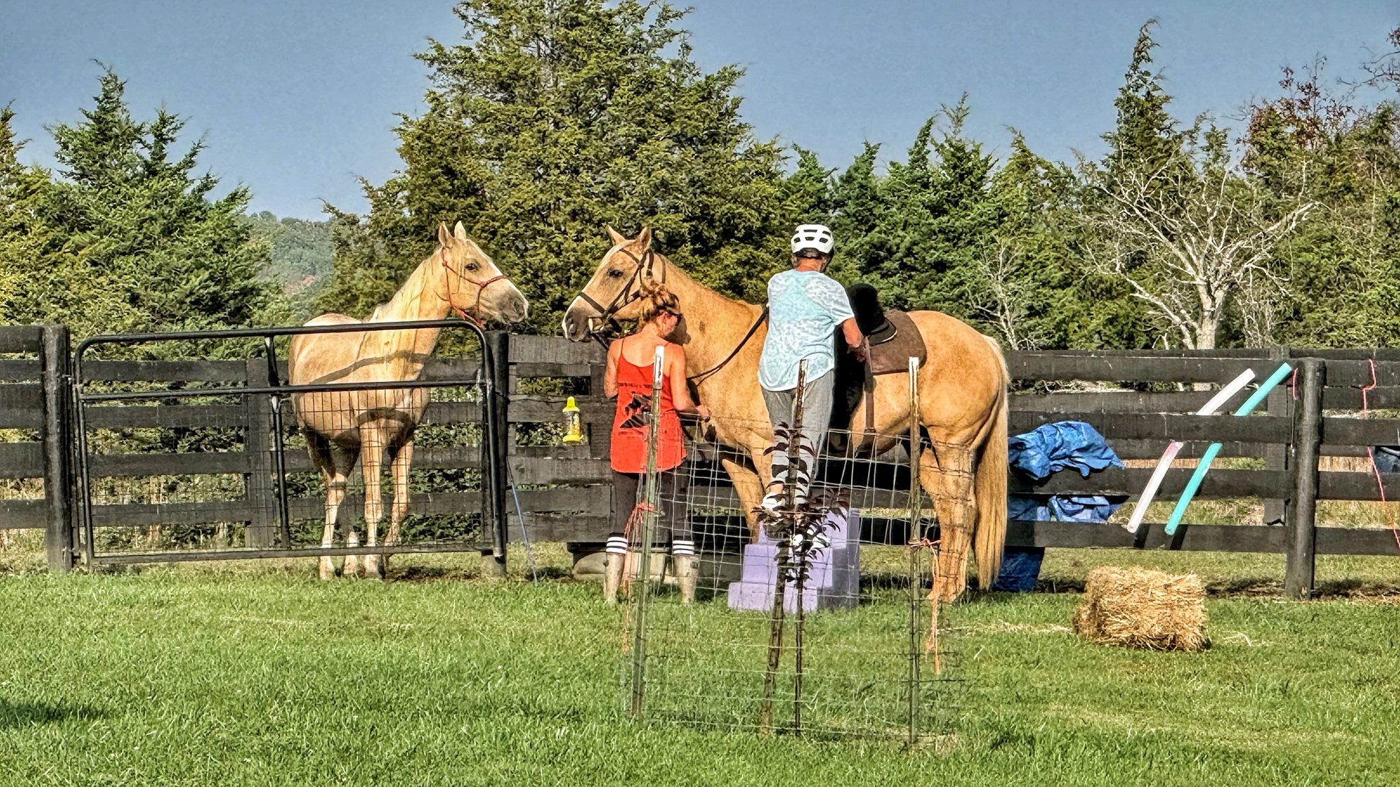 Brock in a red top steadies a palomino while a rider in a white helmet stands on a mounting block at a fence, with a second palomino nearby
