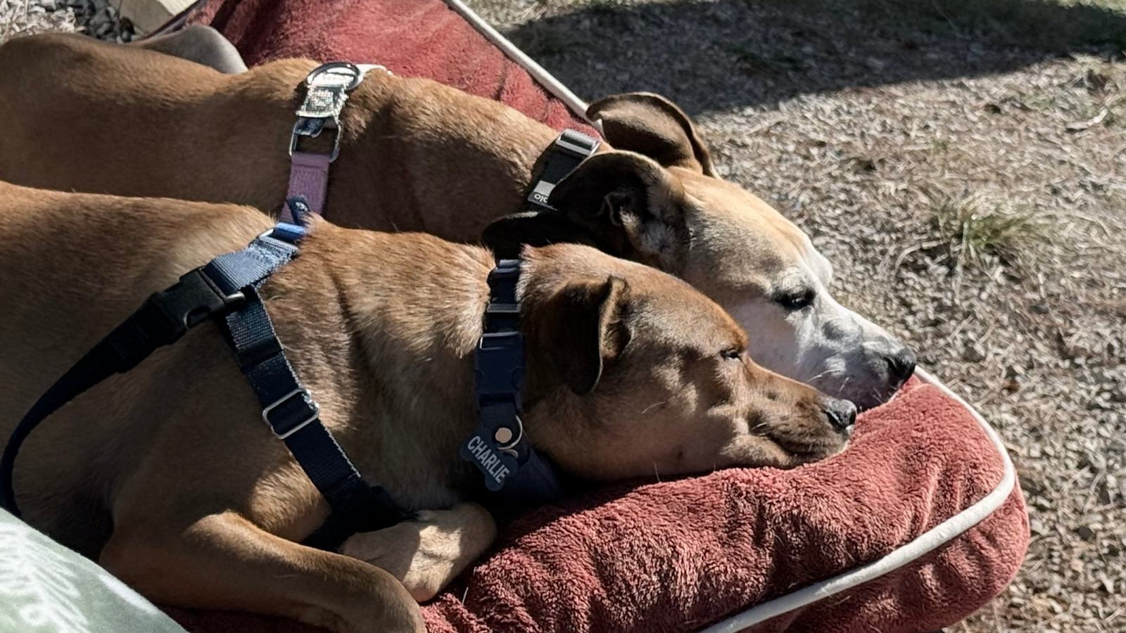 Two tan dogs in harnesses curled up together asleep on a red dog bed on gravel
