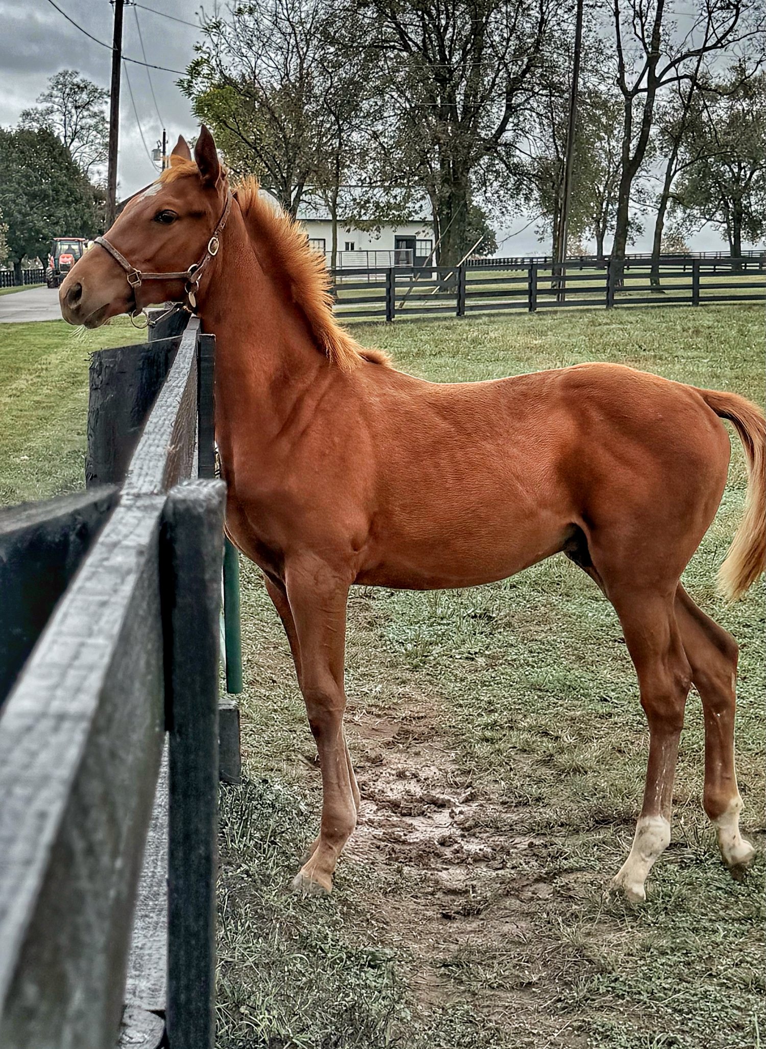 A young chestnut foal with white socks standing at a black board fence, looking at the camera, with a tree-lined farm road behind