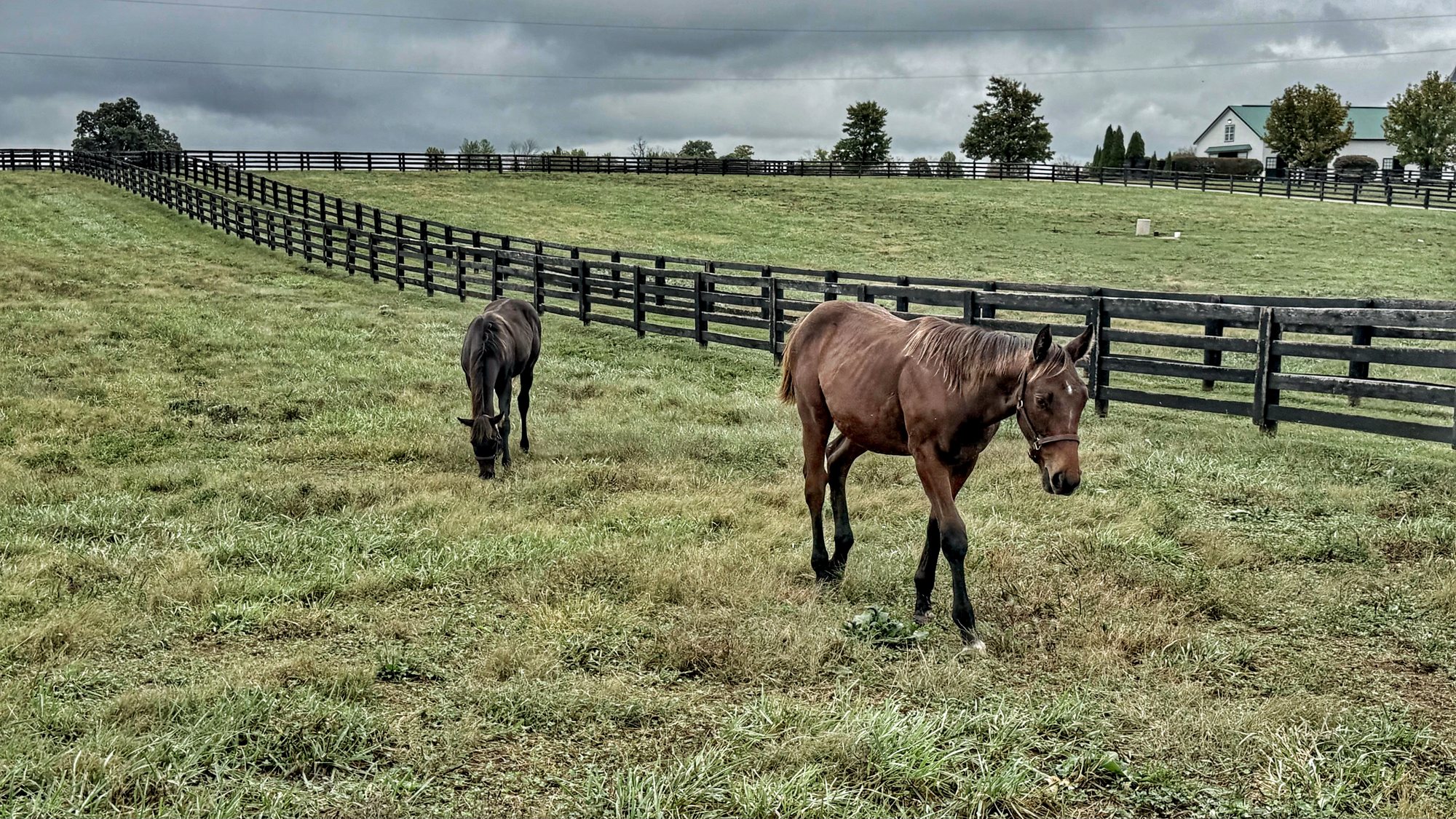Two young foals grazing in a green pasture beside a long black board fence, one walking toward the camera
