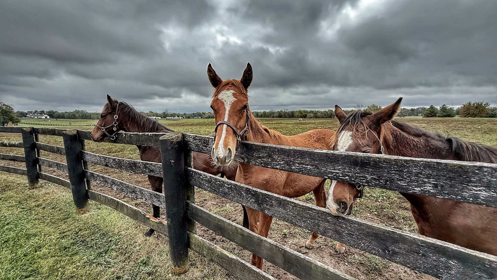 Three newly weaned foals, brown and chestnut, with their heads over a weathered black board fence, one with a white blaze, under a stormy sky