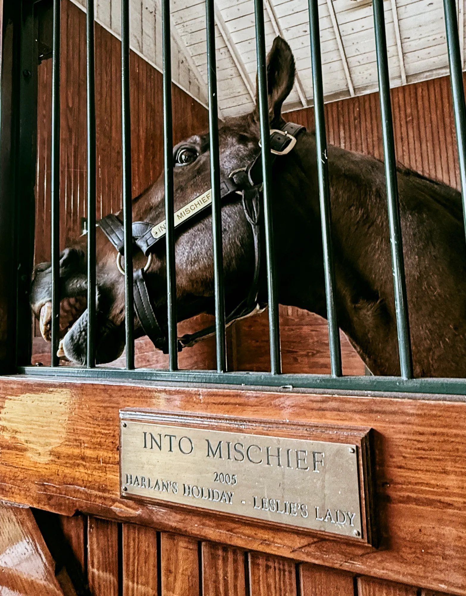 Into Mischief with his head through the bars of his stall door, above a brass nameplate reading Into Mischief, 2005, Harlan's Holiday, Leslie's Lady
