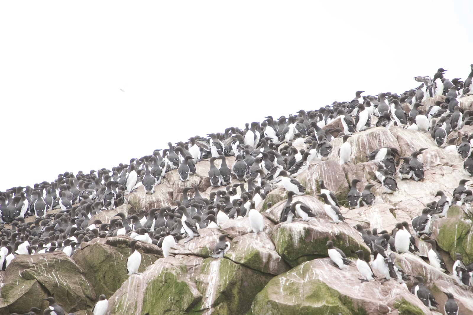 A steep rocky slope almost completely covered in black-and-white seabirds packed shoulder to shoulder