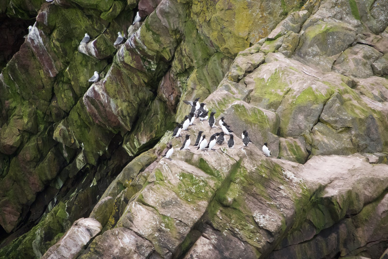A group of black-and-white murres on a mossy cliff ledge, with a few gulls on the rock above