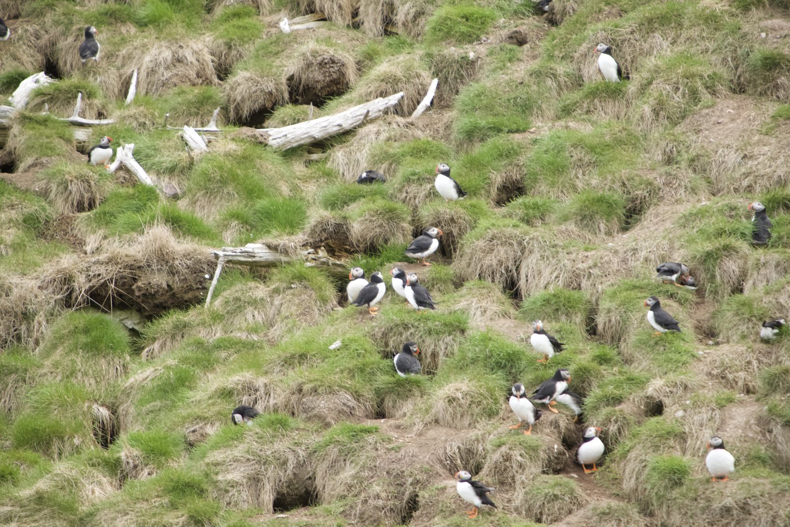 Dozens of Atlantic puffins standing among grass tufts and burrows on a steep green slope