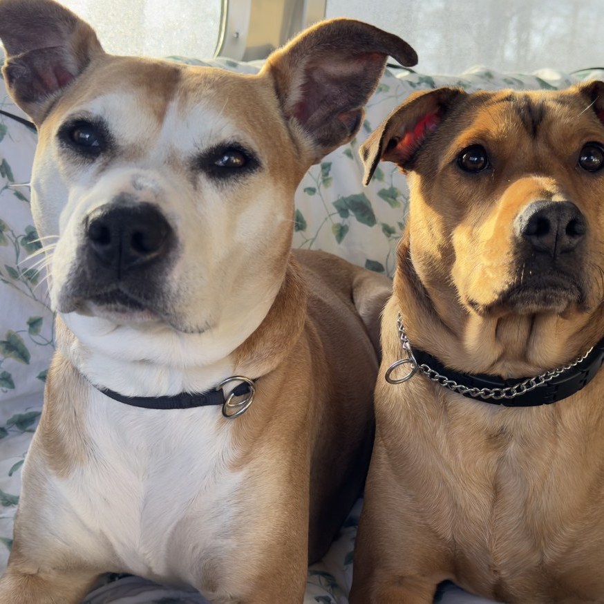 Pax and Charlie, their two dogs