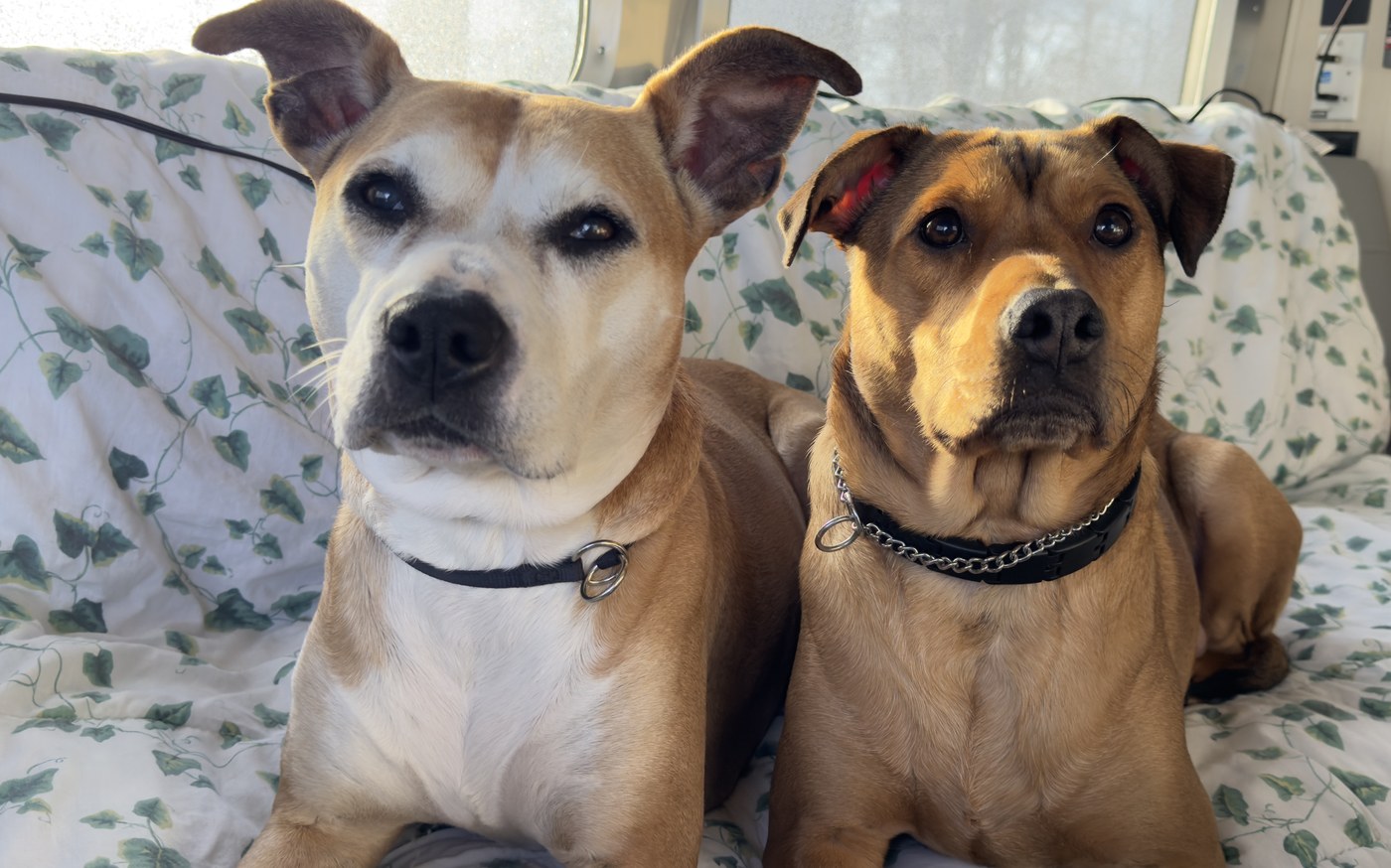 Pax and Charlie, their two dogs